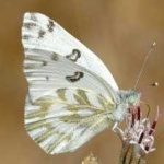 image of animal