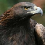 image of bird