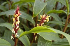 image of flower