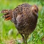 image of bird
