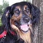 image of gordon_setter #24