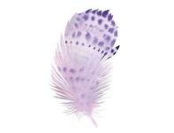 image of feather