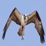 image of bird