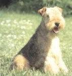 image of lakeland_terrier