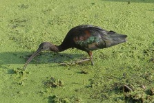 image of limpkin