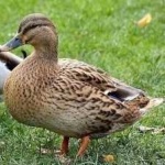 image of bird