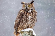 image of owl