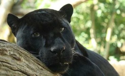 image of jaguar_car