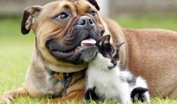 image of bull_mastiff