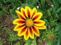 image of flower