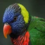 image of bird