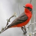 image of bird