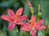 image of flower