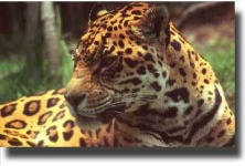 image of jaguar