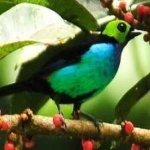 image of bird