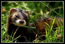 image of polecat