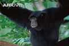 image of siamang