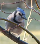 image of jay
