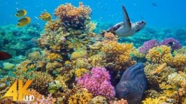 image of reef