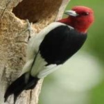 image of red_headed_woodpecker #14
