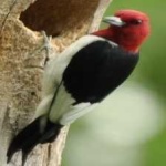 image of bird