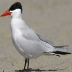 image of bird