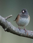 image of junco