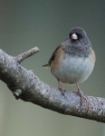 image of junco #29