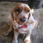 image of animal