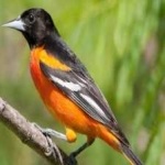 image of bird