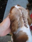 image of blenheim_spaniel