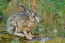 image of hare
