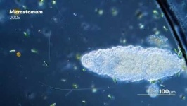 image of parasitic_flatworms