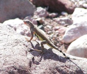 image of whiptail