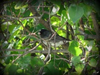 image of junco #10