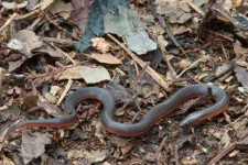 image of thunder_snake