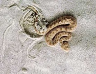 image of horned_viper