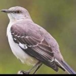 image of bird