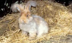 image of angora