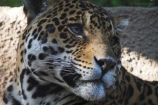 image of jaguar_car