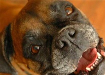 image of boxer