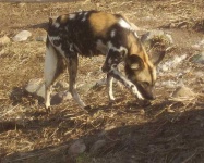 image of african_hunting_dog