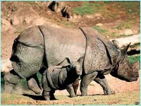 image of rhinoceros
