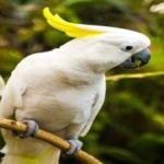 image of bird