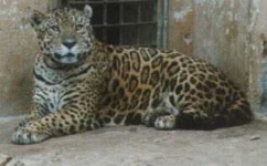 image of jaguar_car
