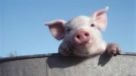 image of pig