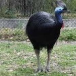image of bird
