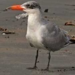 image of bird