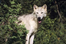 image of white_wolf #19