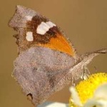 image of animal